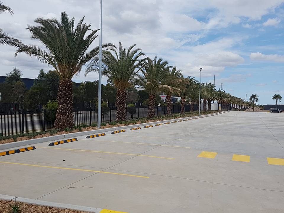A wide parking lot lined with tall palm trees and clear blue skies.